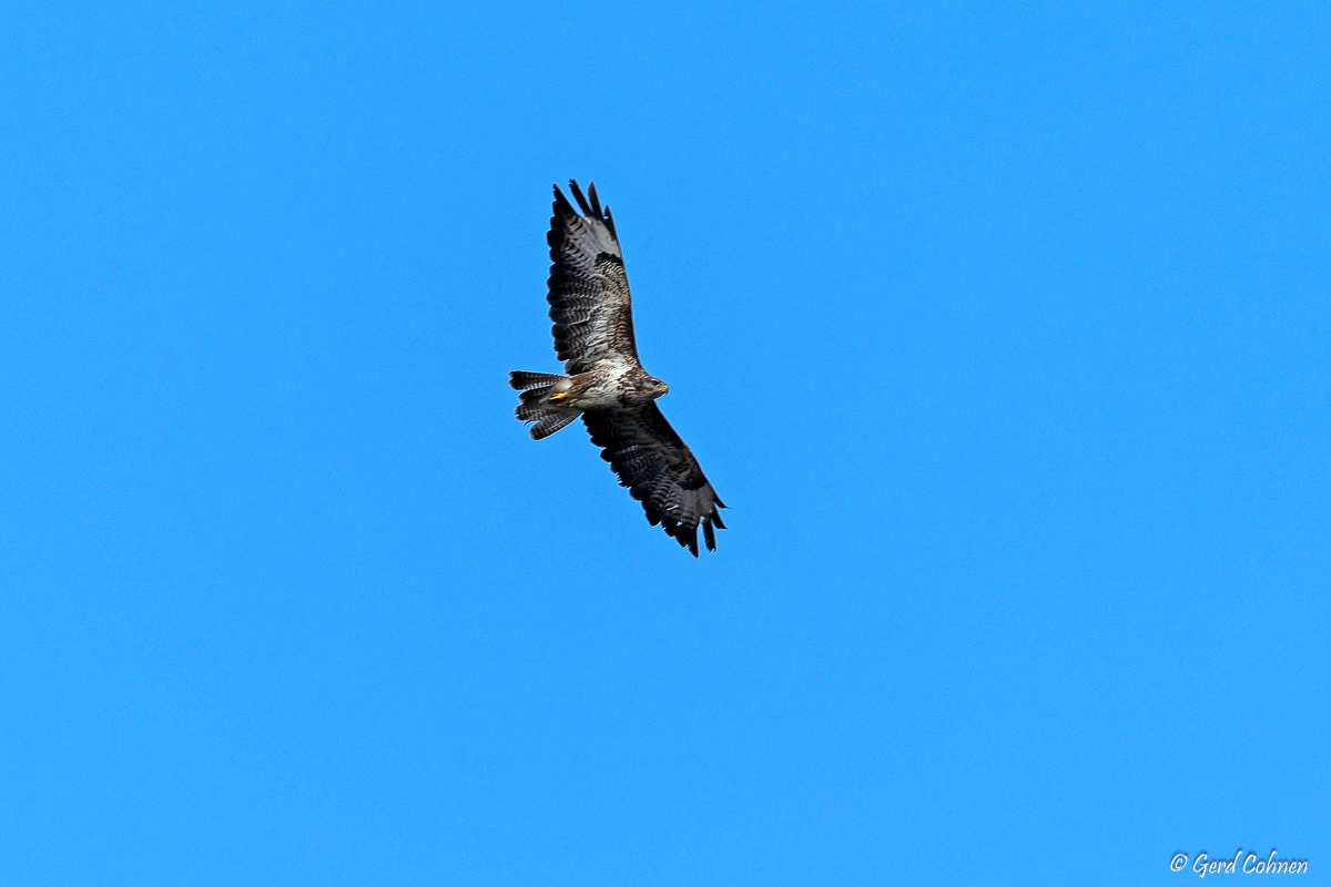 NIKON Z 8_2023_06_26_09_30_GZ8_0029.jpg