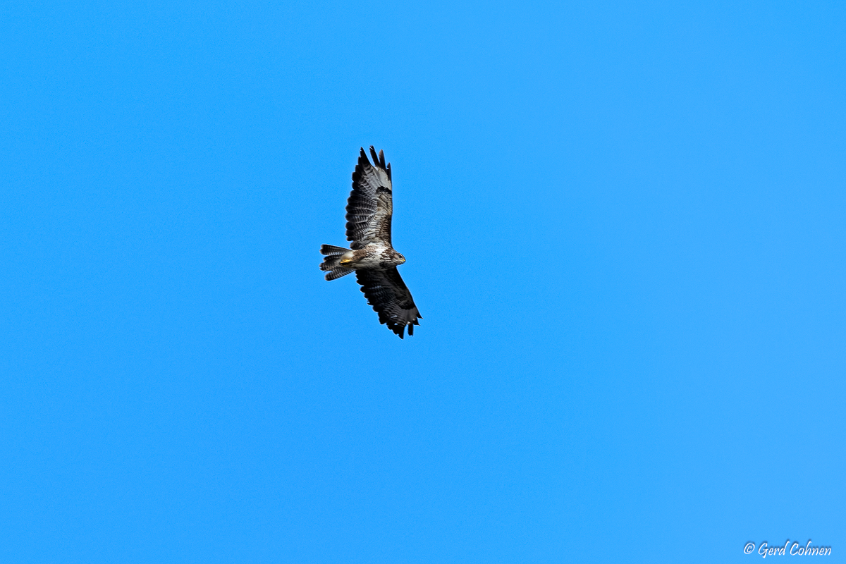 NIKON Z 8_2023_06_26_09_30_GZ8_0030.jpg