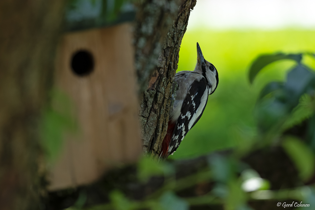 NIKON Z 8_2023_06_26_14_44_GZ8_0001.jpg