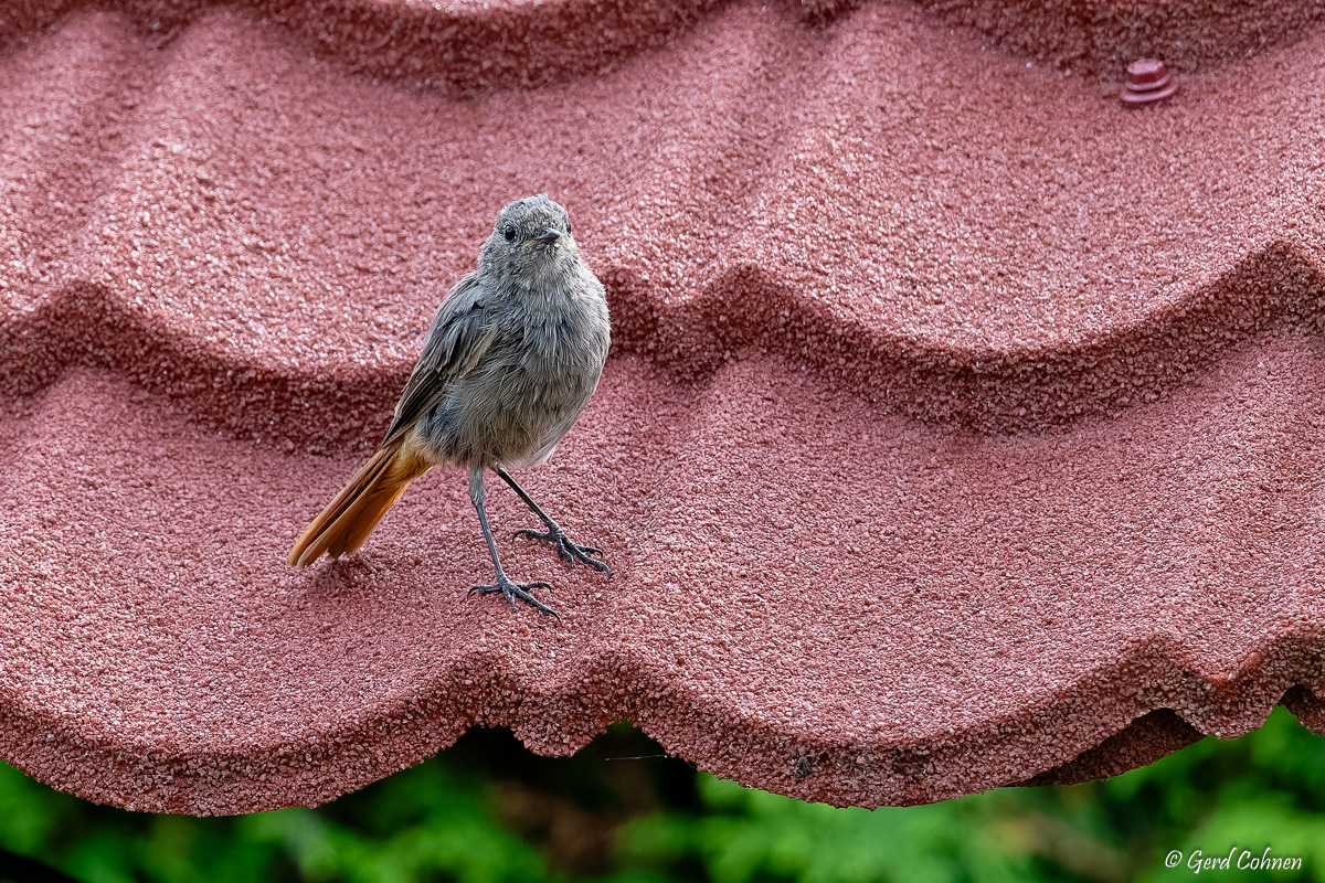NIKON Z 8_2023_08_19_17_03_GZ8_0006.jpg