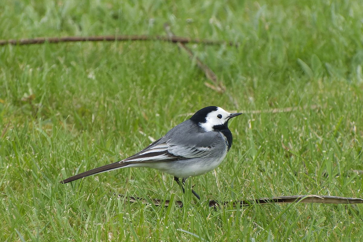 NIKON_2023_01227NF.jpg