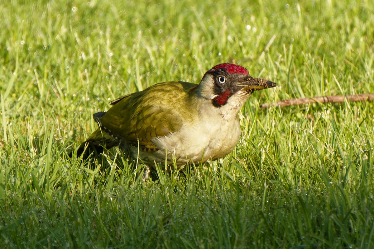 NIKON_2023_01293NF.jpg