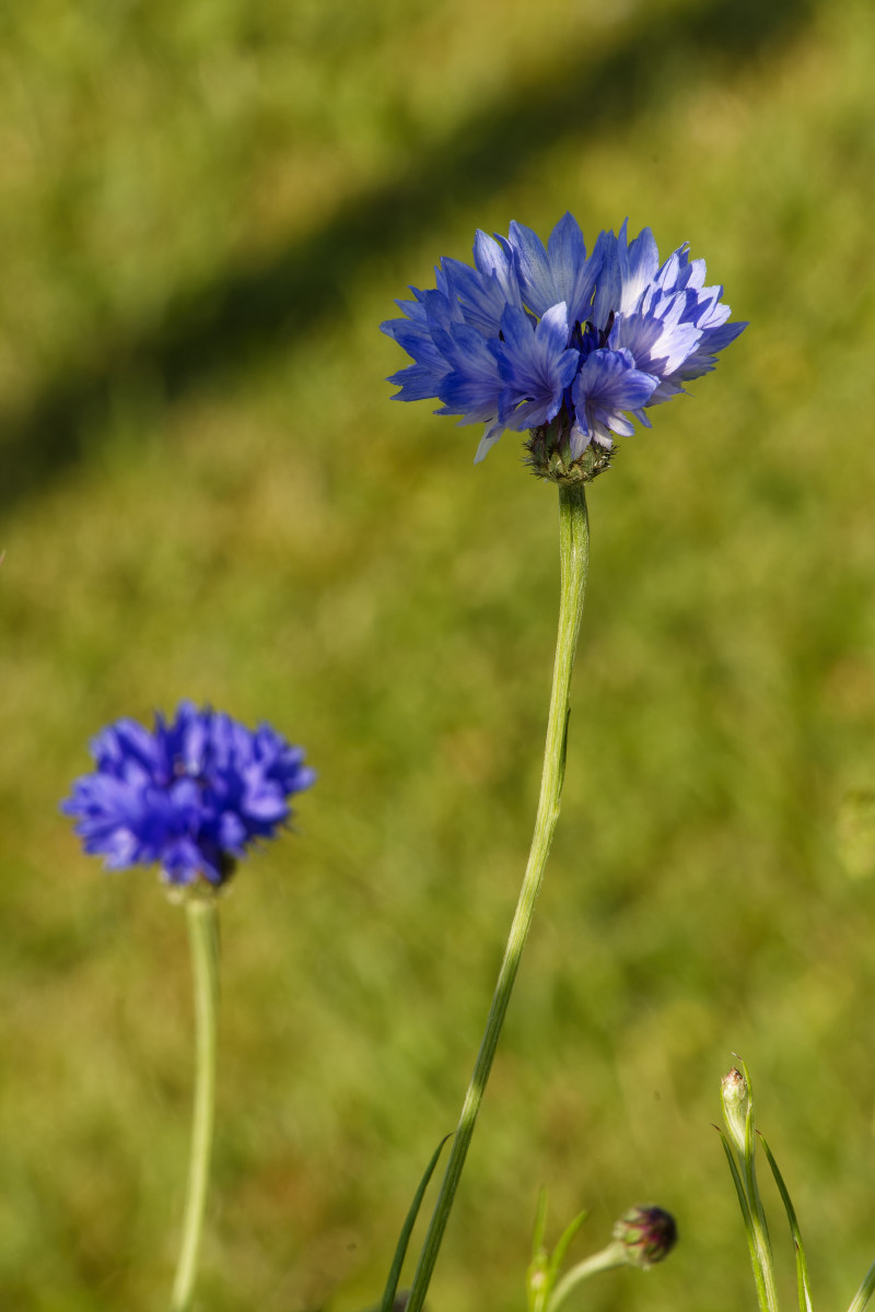 NIKON_2023_01331NF.jpg