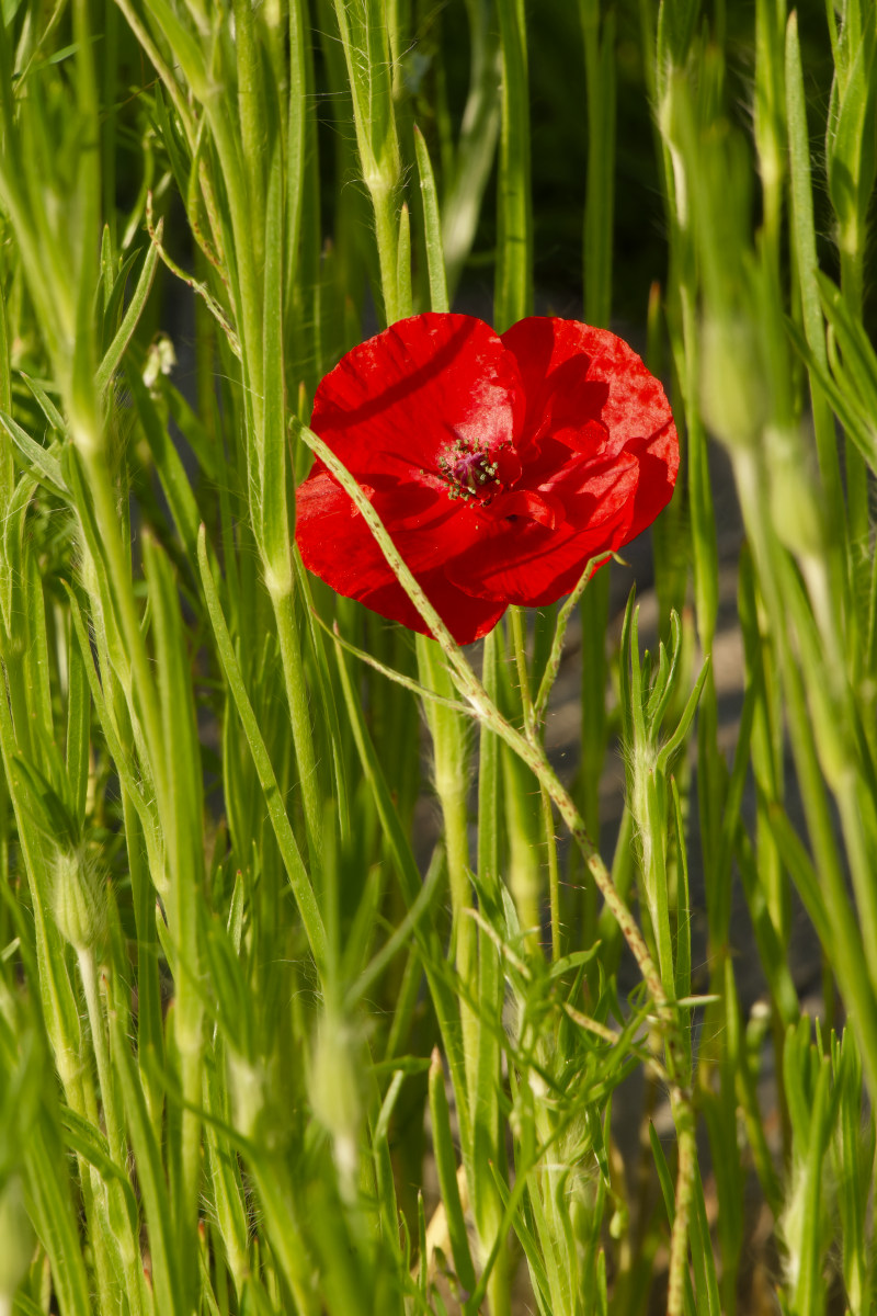 NIKON_2023_01332NF.jpg