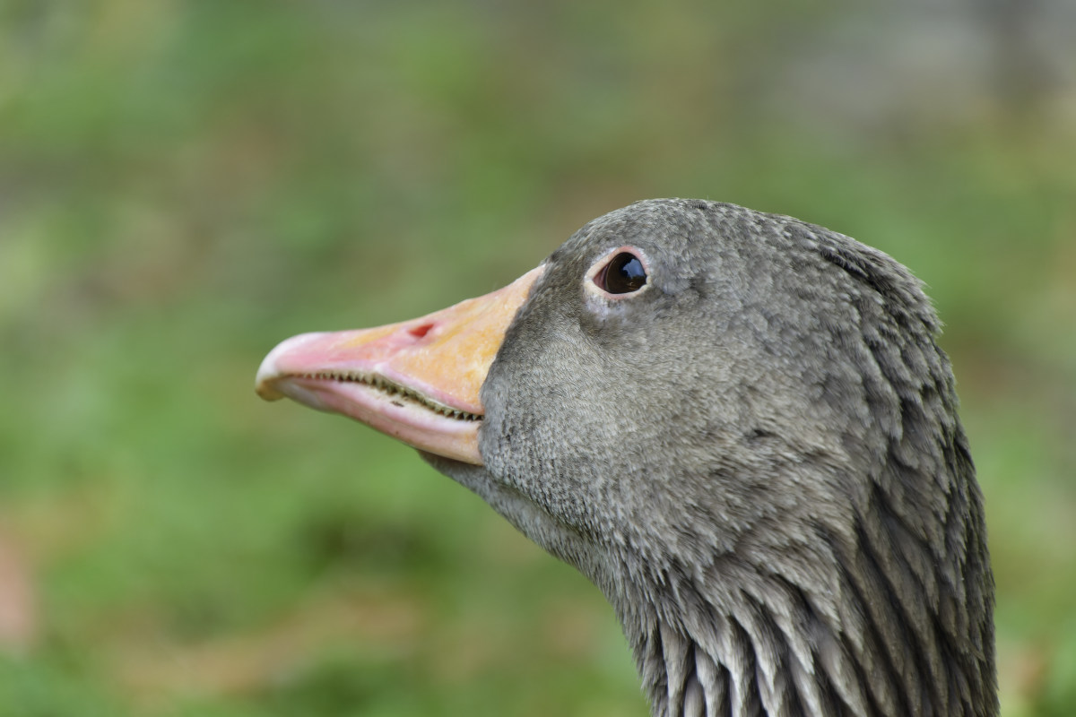 NIKON_2023_01483NF.jpg