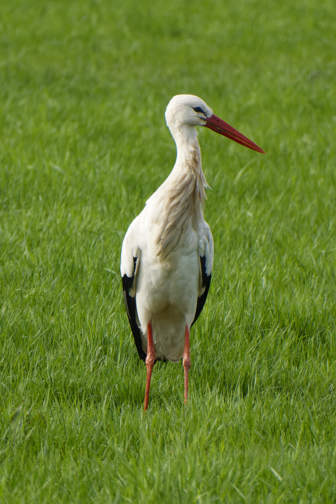 NIKON_2024_00031NF.jpg