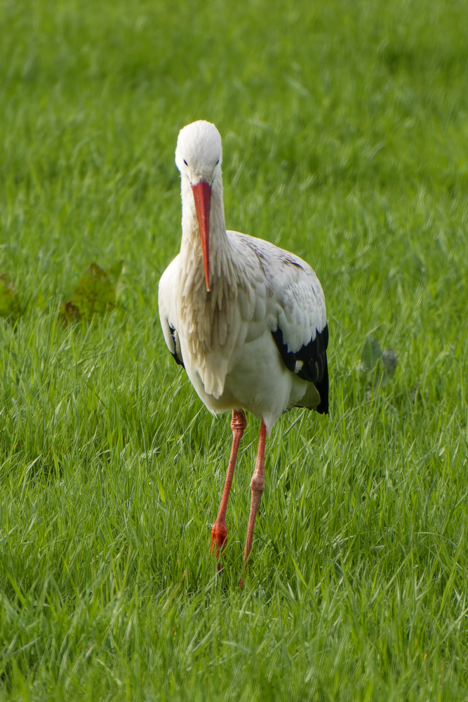 NIKON_2024_00033NF.jpg