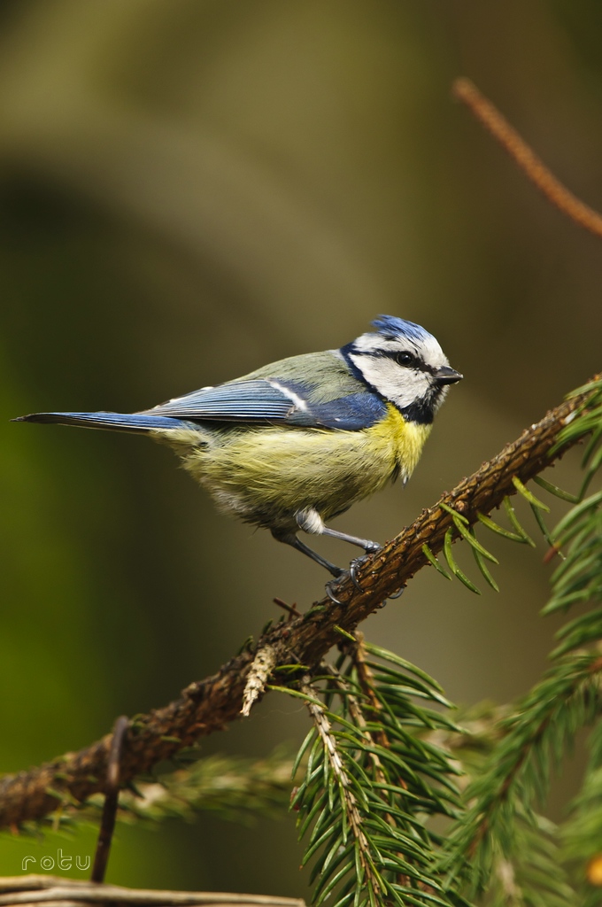 NikonFO Blaumeise 01