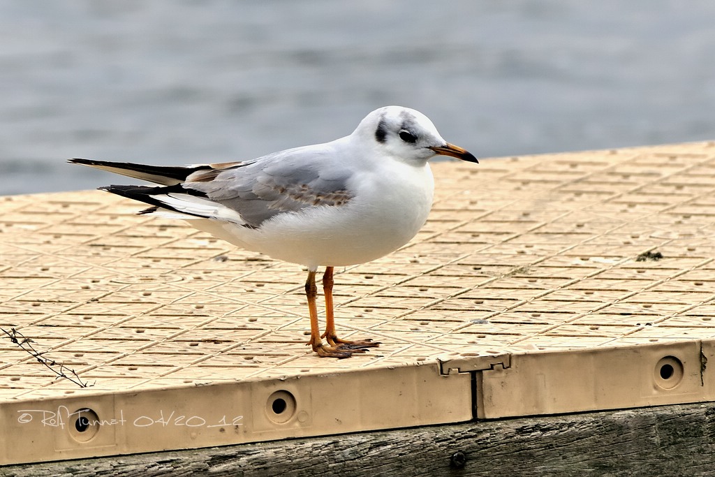 NikonFO Möwe   002