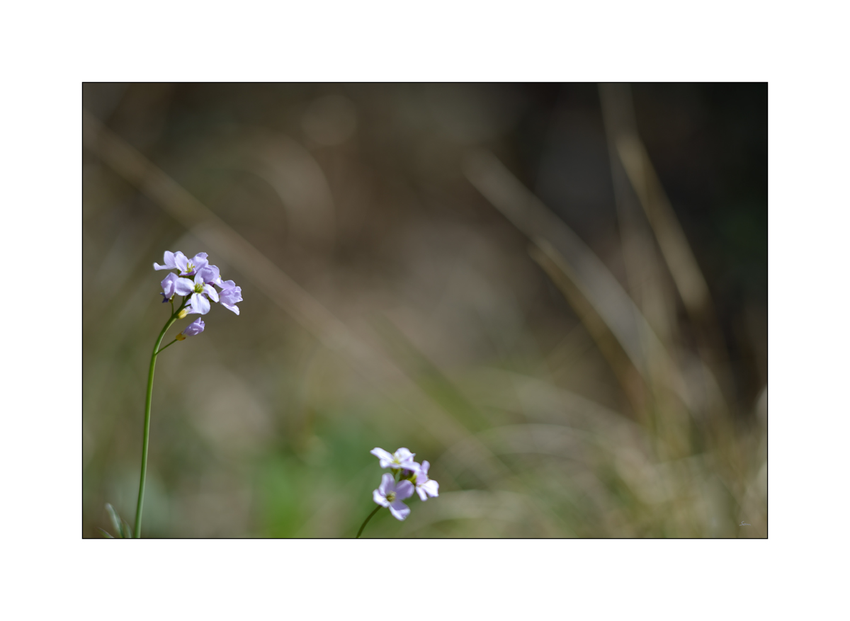 NikonPZ1 0515