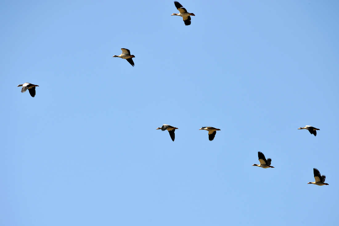 Nilgänse.jpg