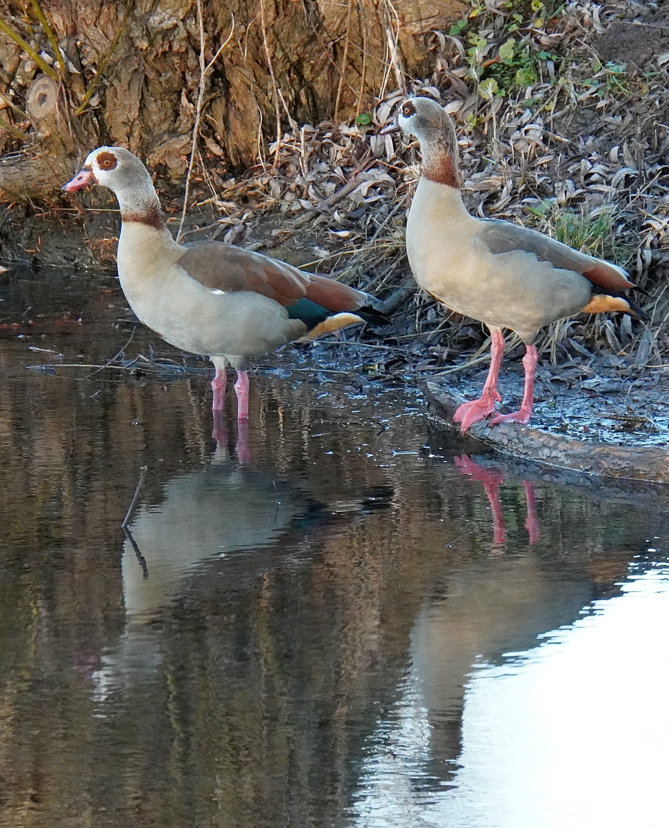 Nilgänse.jpg