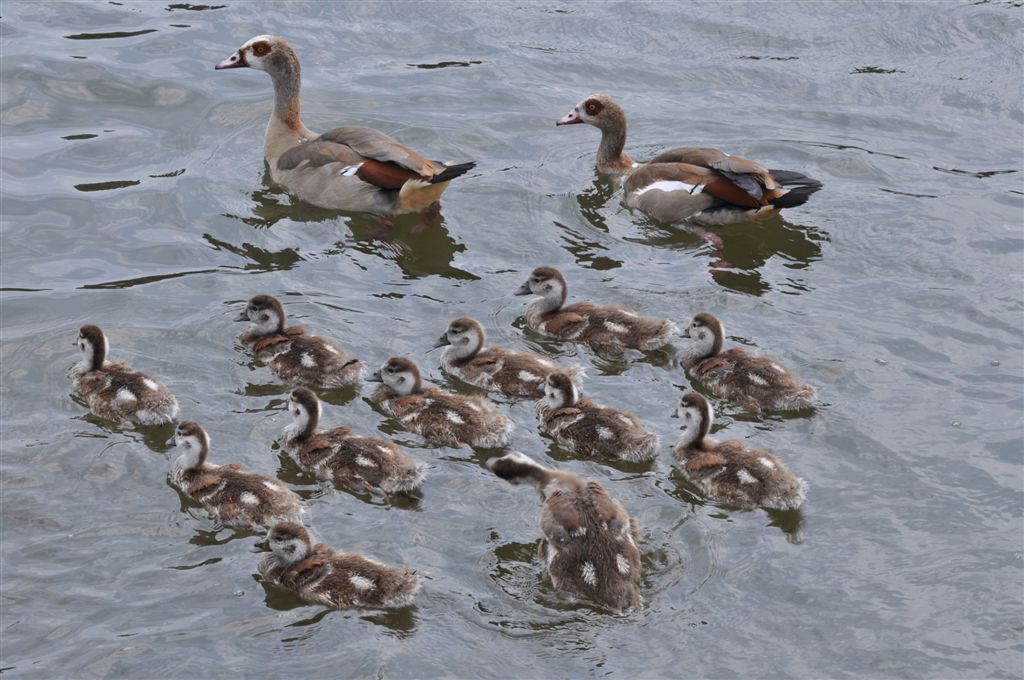 Nilgänse mit Kücken am Main