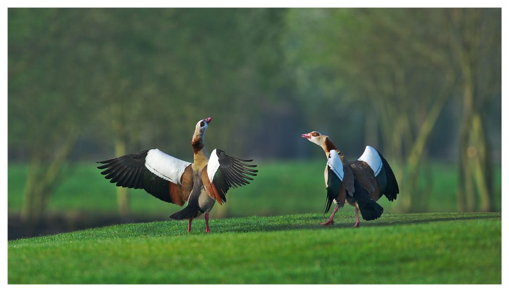 Nilgänse