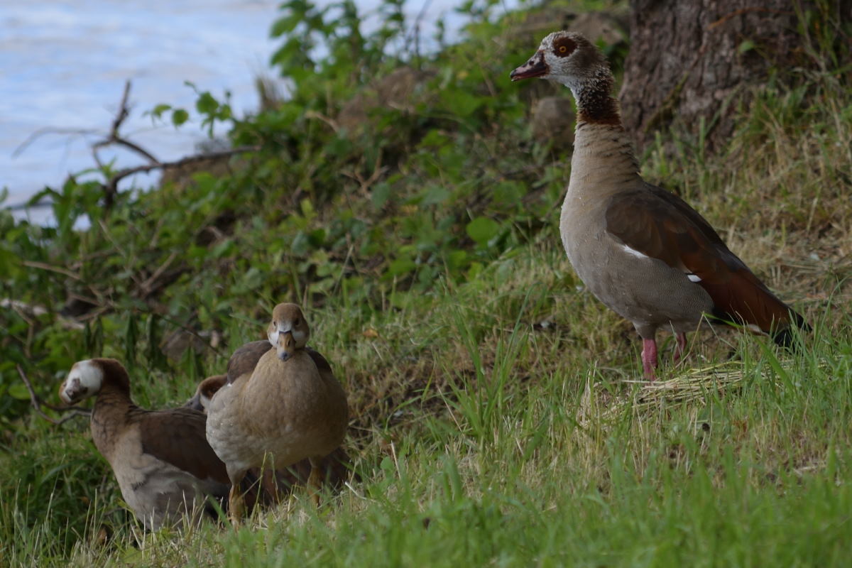 Nilgänse_00001DSC_0038.jpg