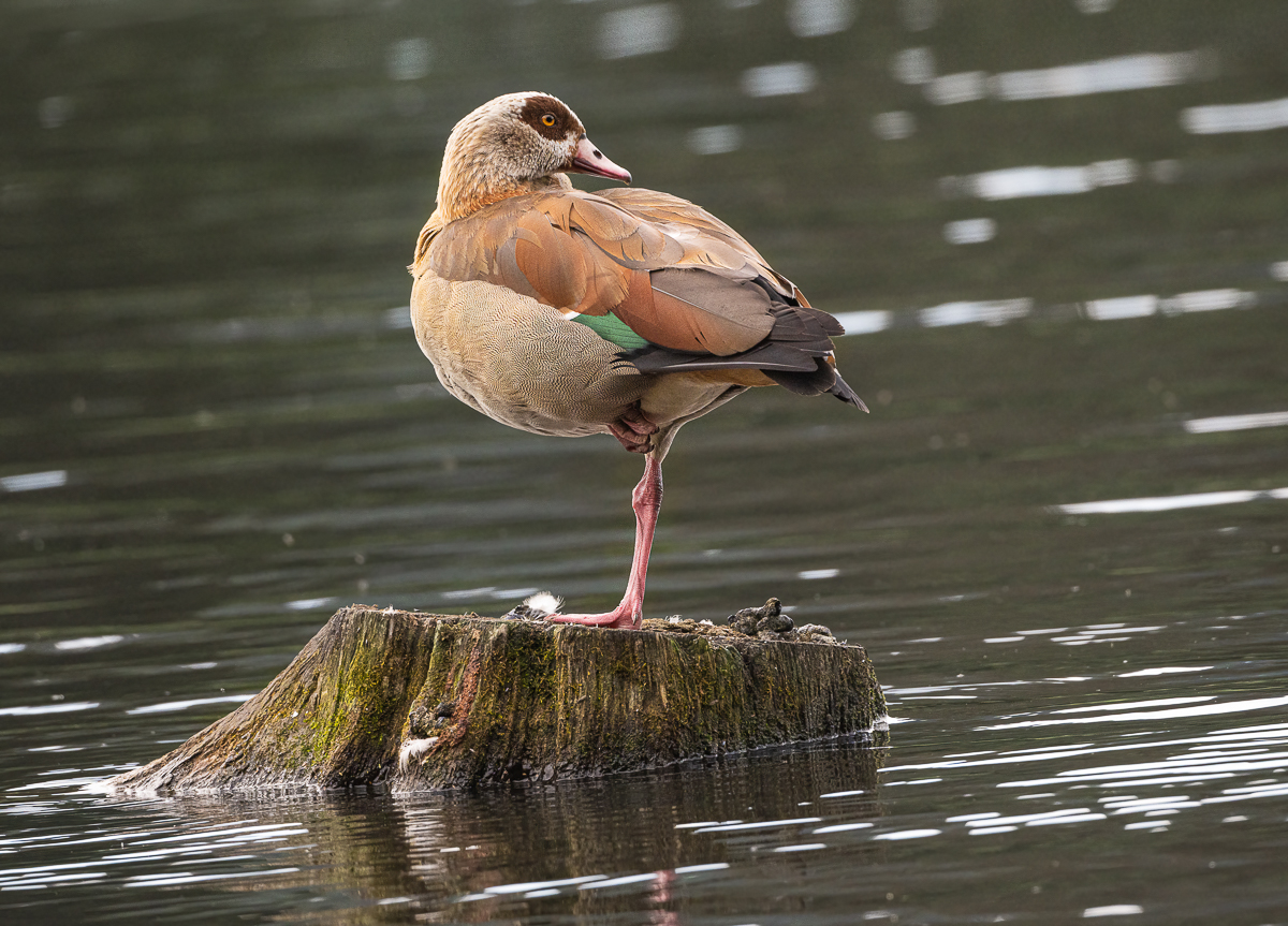 Nilgans-Bearbeitet-1.jpg