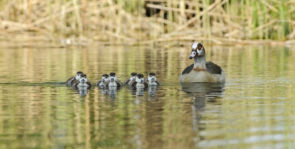Nilgans DSC3131a