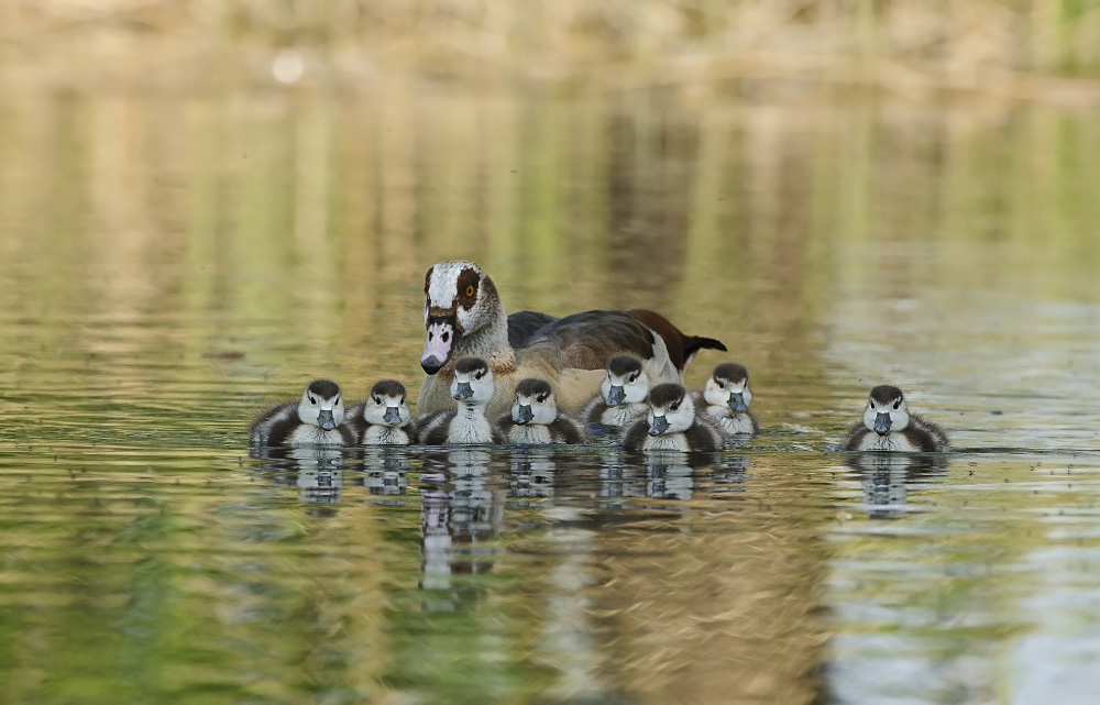 Nilgans DSC3147a