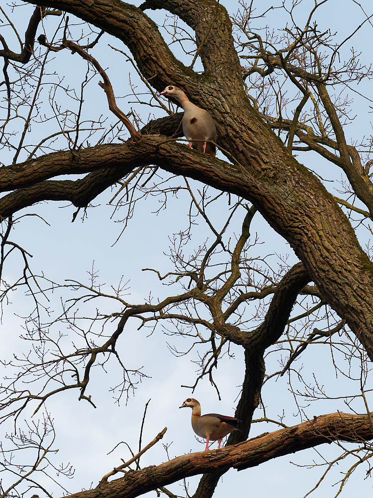 Nilgans in Eiche.jpg