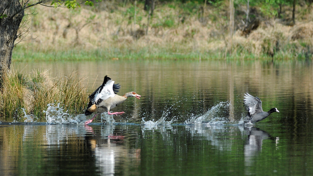 Nilgans jagt Blässralle