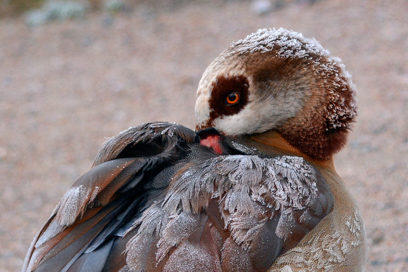 Nilgans leicht angefroren