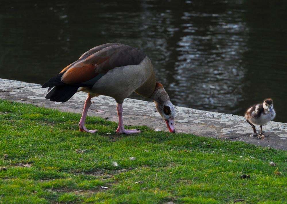 Nilgans mit Jungen 01