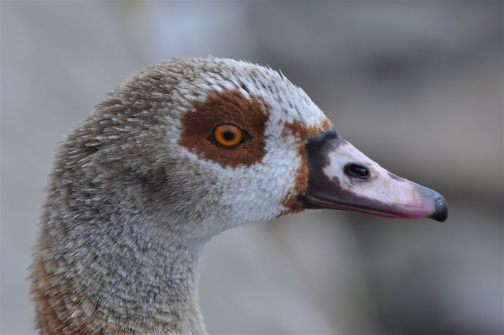 Nilgans