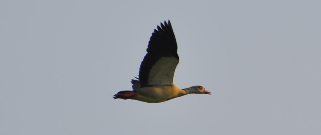 nilgans