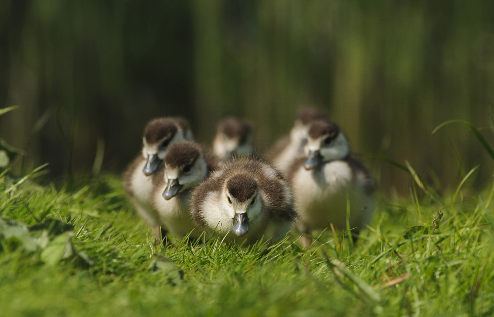 NIlgansbabys DSC3097a