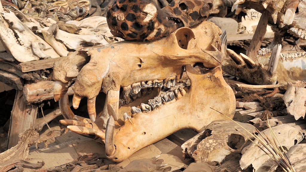 Nilpferd auf dem Fetischmarkt in Lomé 7658