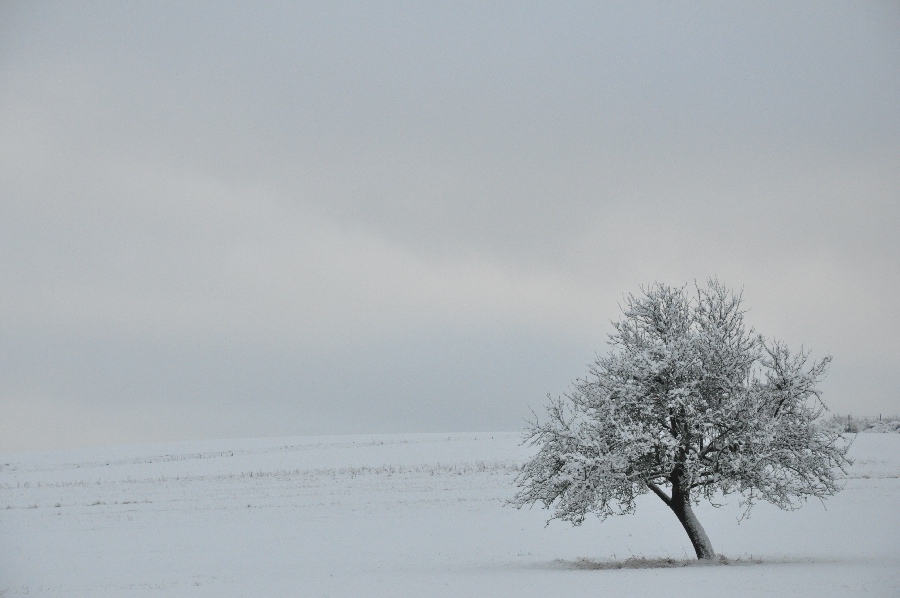 Noch ein Baum