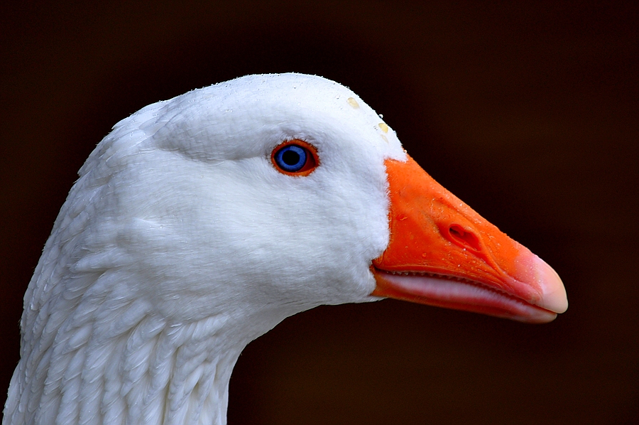Noch ein Portrait
