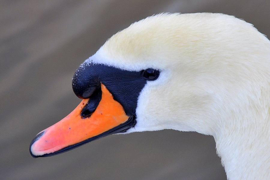 Noch ein Schwan