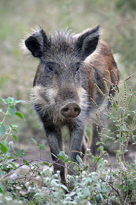 Noch ein Schwein