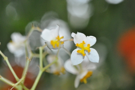 Nochmal die Blüte