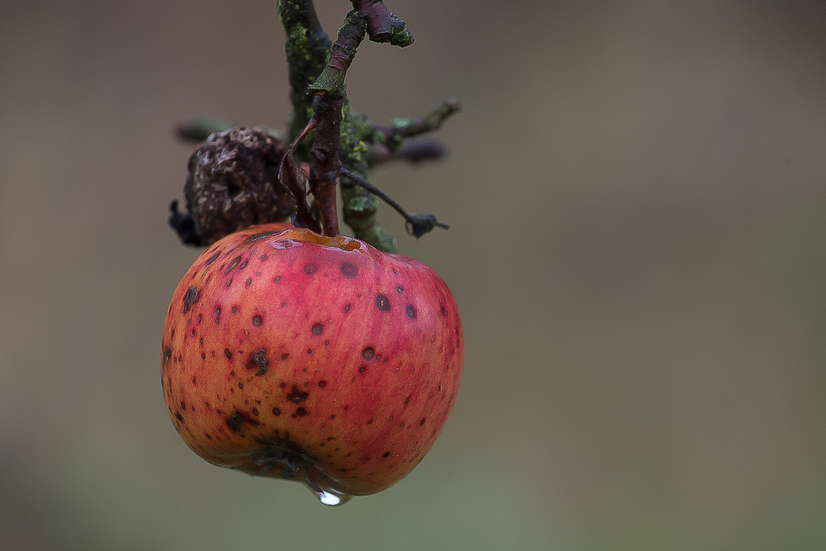 Novemberapfel.jpg