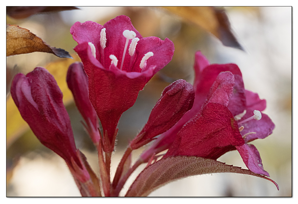 Novemberblüte