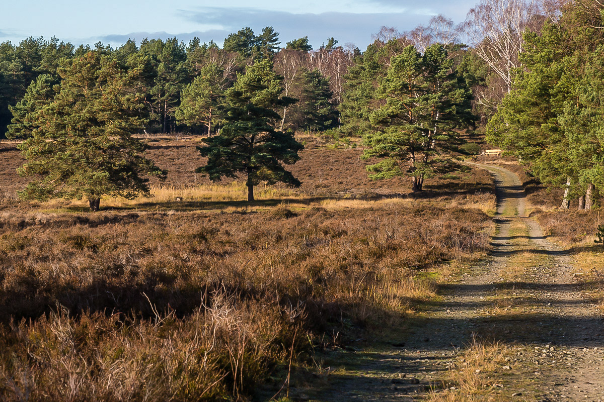 Novemberheide (1 von 1).JPG