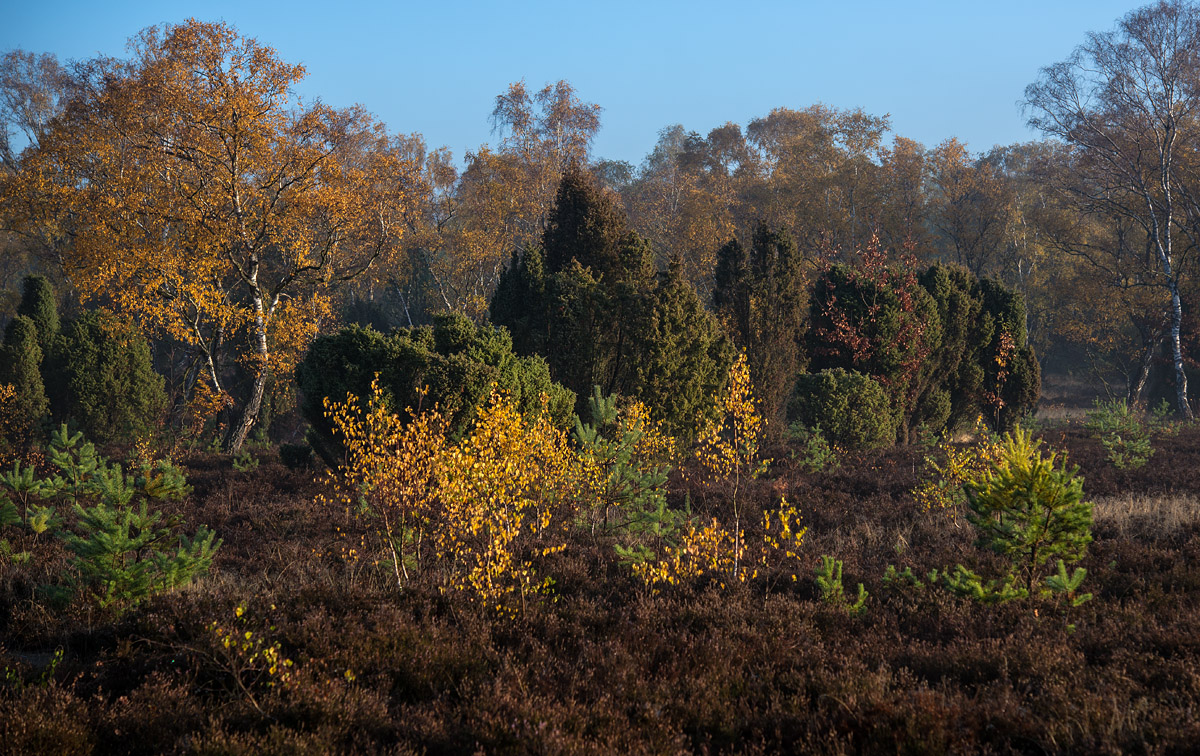 Novemberheide