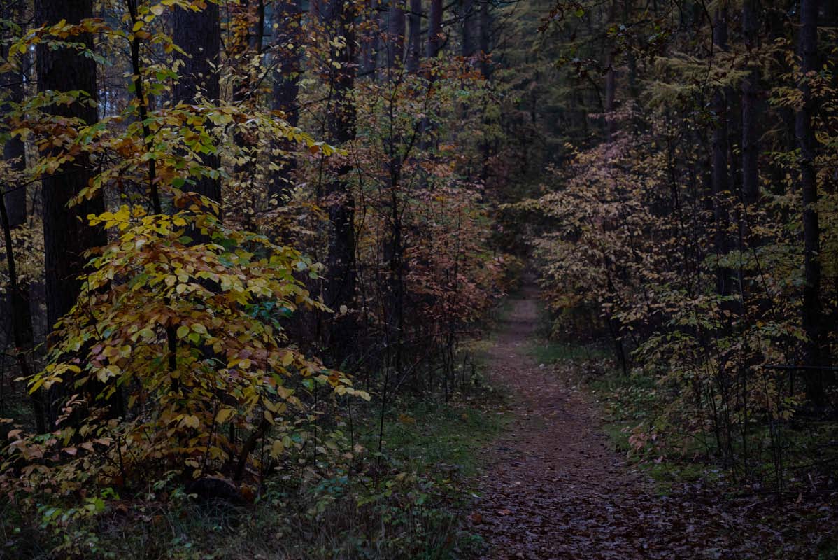 Novemberspaziergang.jpg