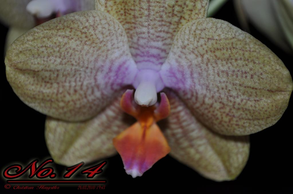 Number 14 Orchidee Phalaenopsis out of Camera