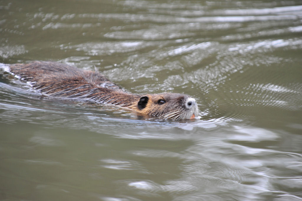 Nutria 01