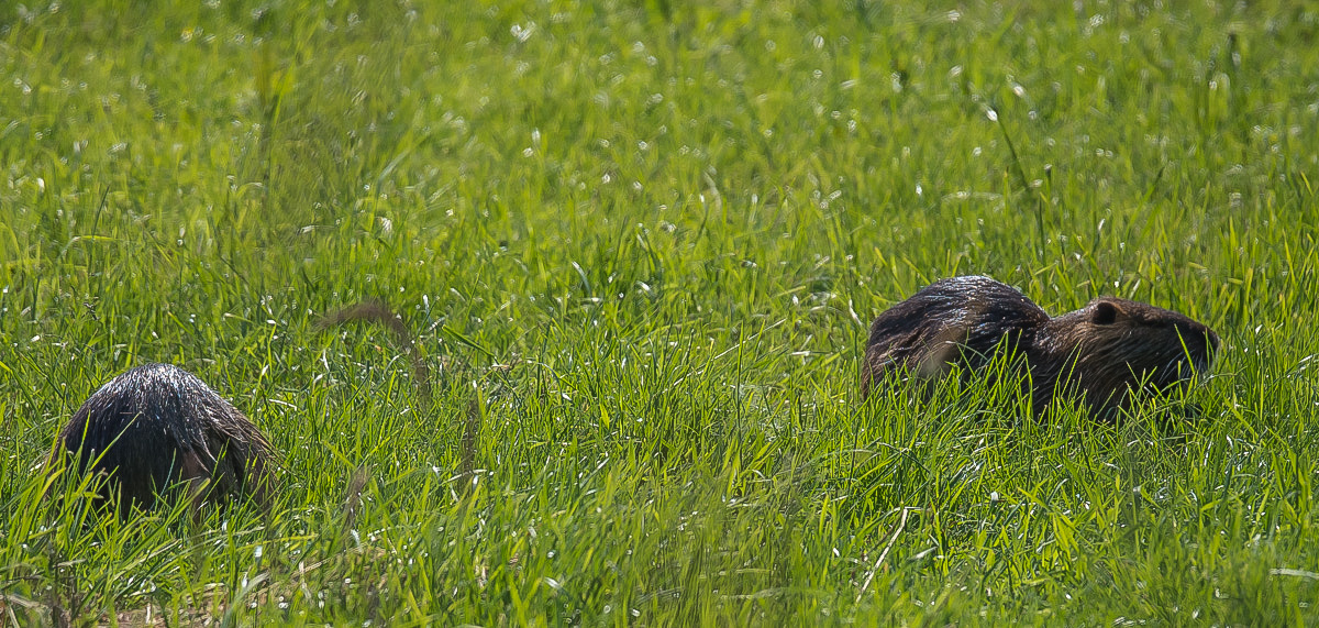 Nutria 1 (1 von 1).jpg