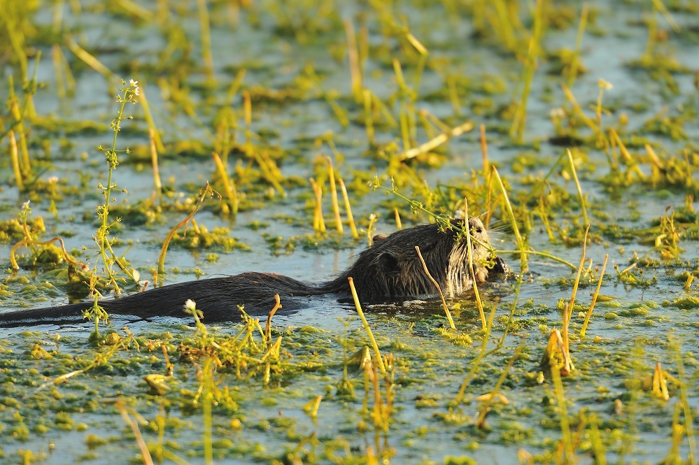 Nutria 1 DSC 4043