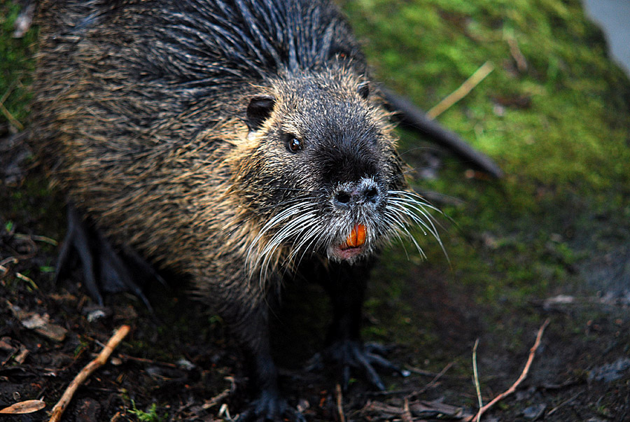 nutria 1