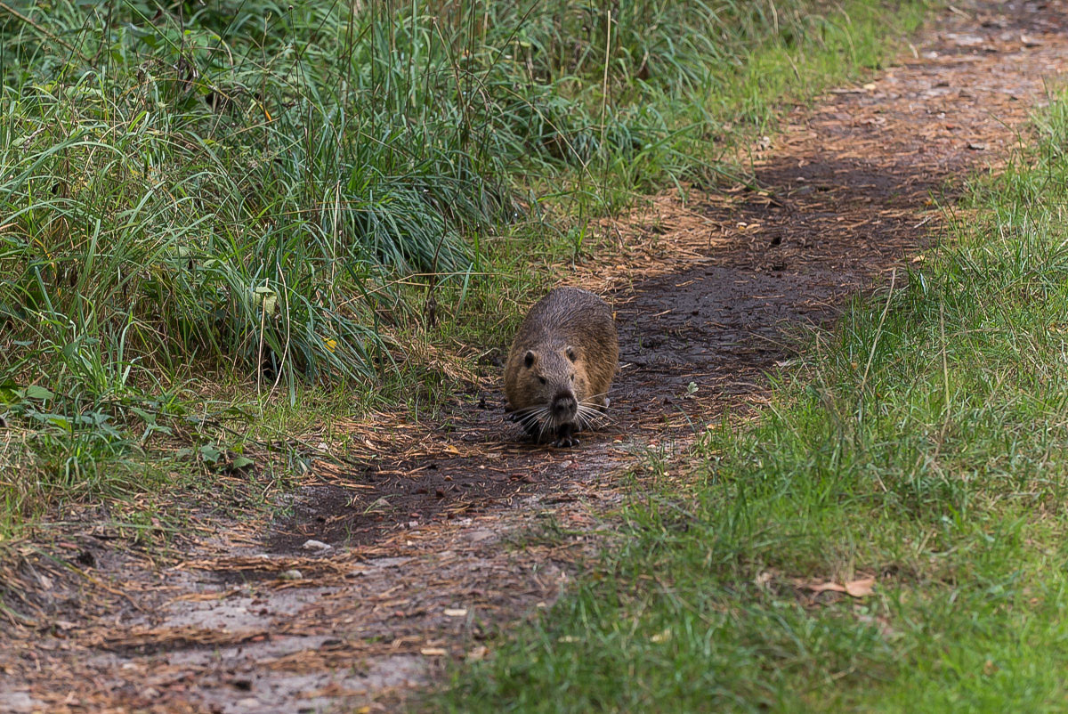 Nutria 2-1.jpg