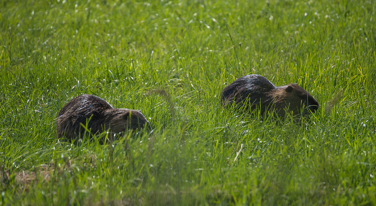 Nutria 2 (1 von 1).jpg
