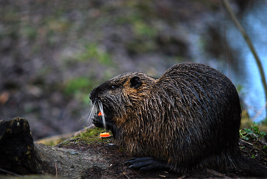 nutria 2