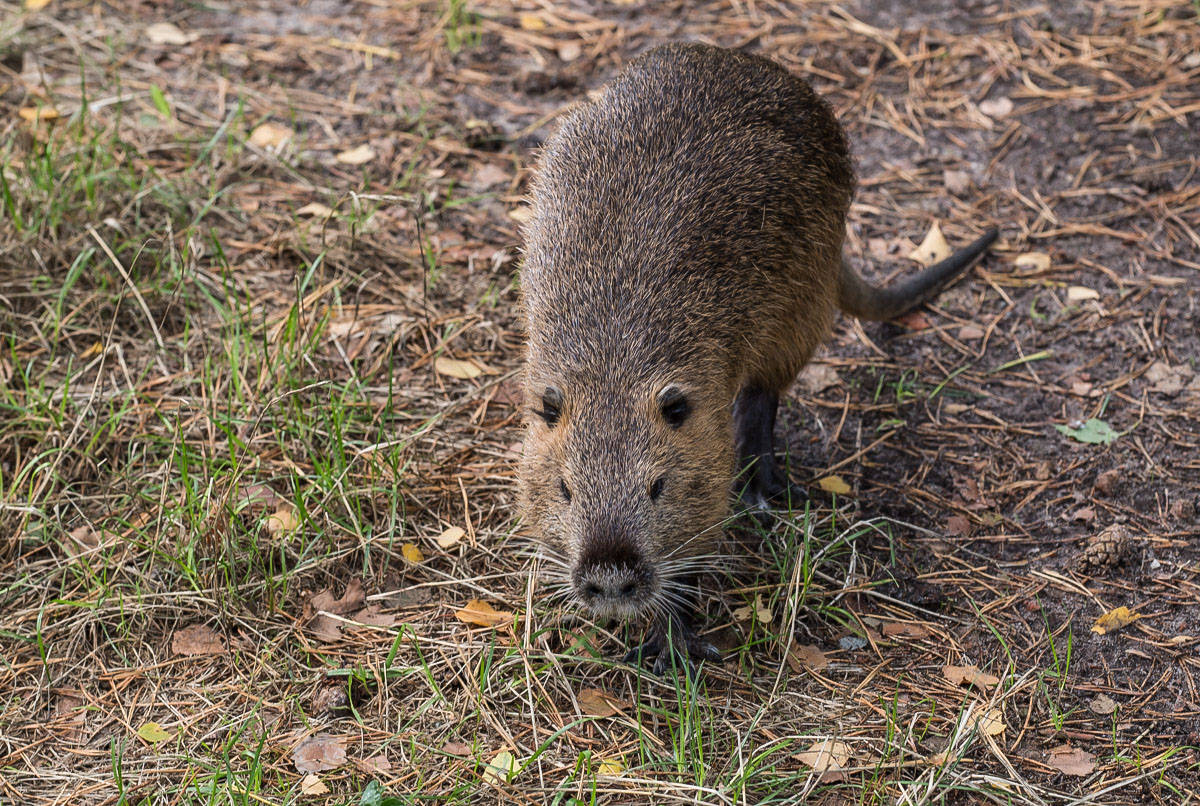 Nutria 3-1.jpg