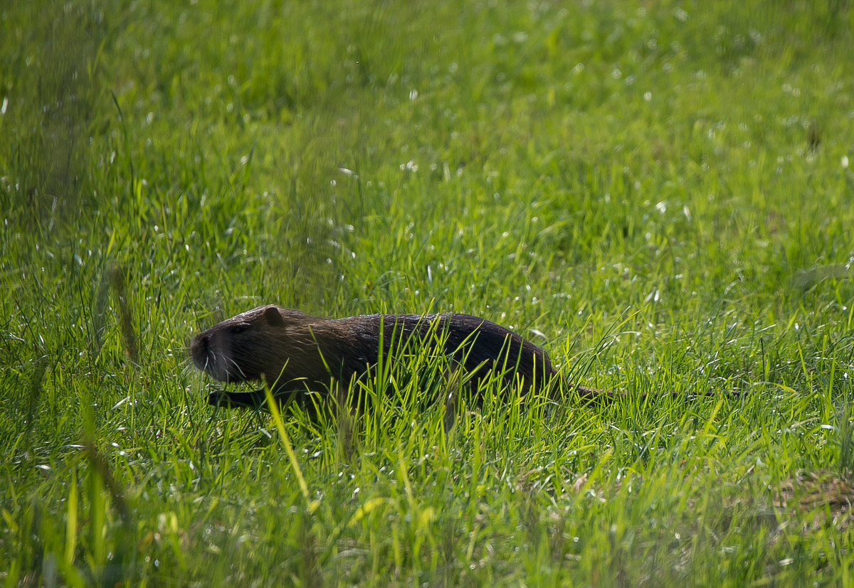 Nutria 3 (1 von 1).jpg